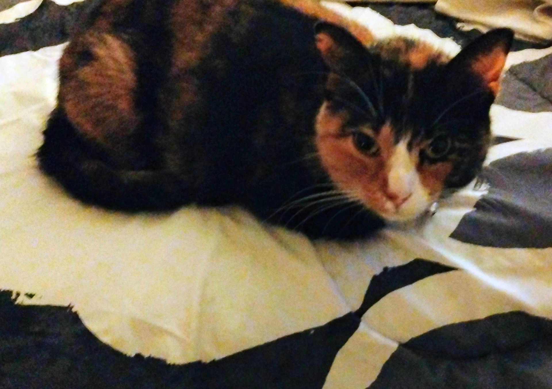 Annabelle joined the competition — help win amazing prizes! cat, calico, pet, animal, feline, bed, blanket, pattern, black, white, fur, whiskers, ears, cute, indoor, resting, sleepy, cozy, closeup, domestic