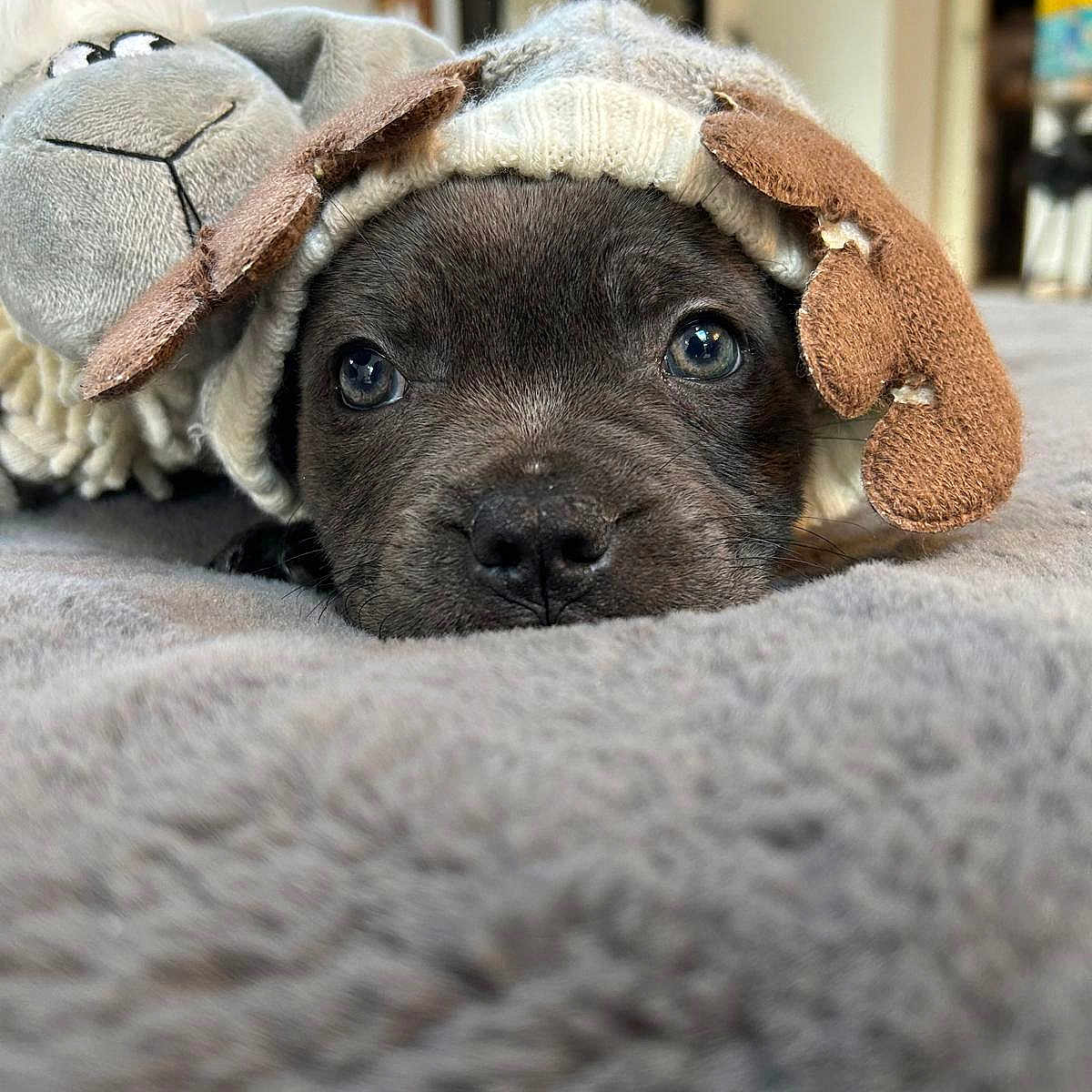 Luna is registered to the contest to win money with this photo: adorable, animal, blanket, close_up, cozy, cute, dog, grey, hat, indoor, knitted_hat, lying_down, pet, plush_toy, puppy, resting, sheep_toy, sleepy, soft_texture, young_dog