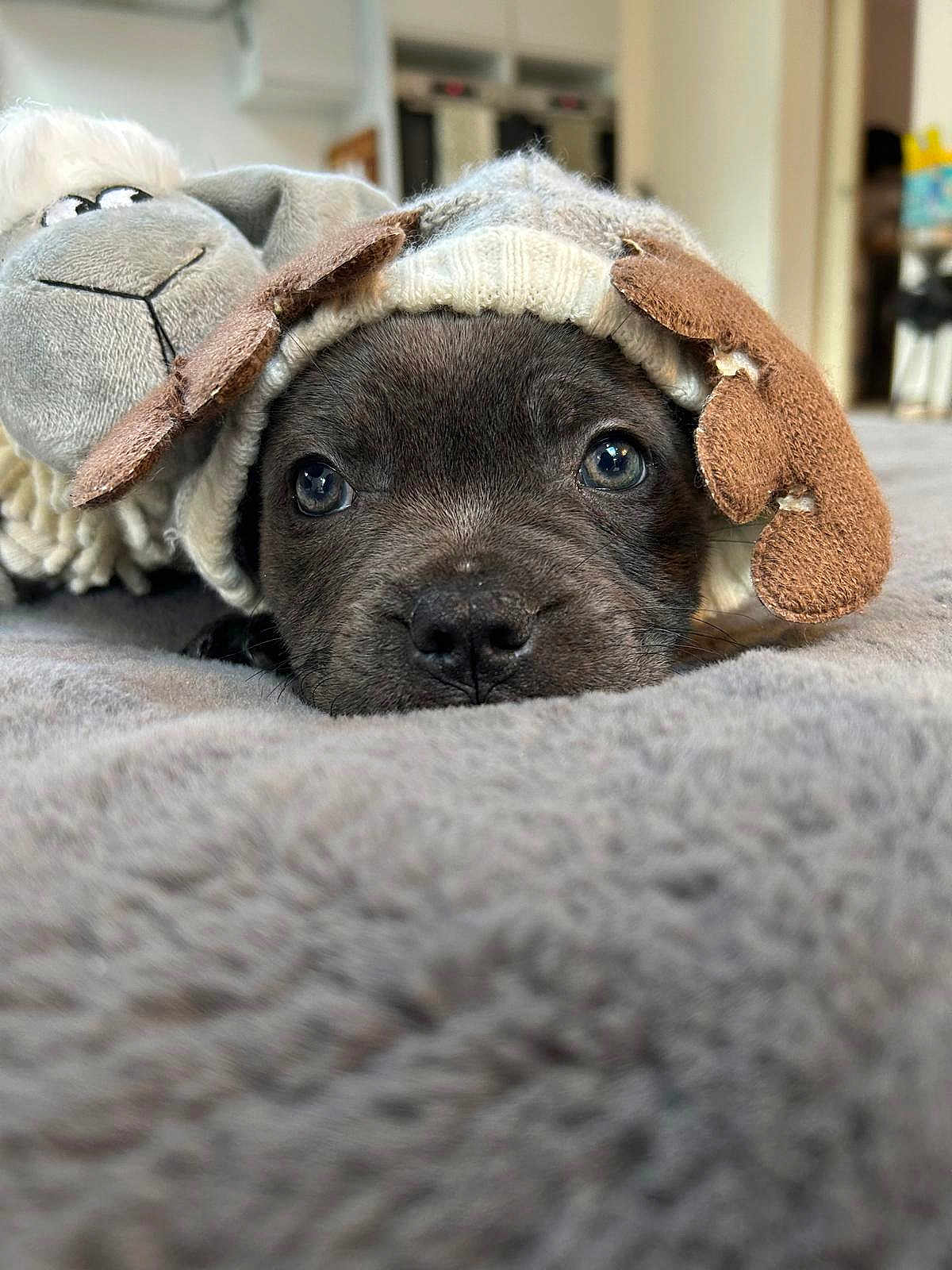 Luna is registered to the contest to win money with this photo: puppy, dog, hat, knitted_hat, plush_toy, sheep_toy, blanket, soft_texture, close_up, indoor, pet, cute, sleepy, animal, cozy, lying_down, grey, young_dog, adorable, resting