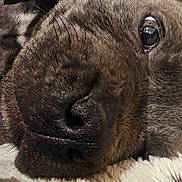 Luna joined the competition — help win amazing prizes! dog, close_up, face, nose, eye, fur, sleeping, resting, blanket, cozy, pet, animal, muzzle, whiskers, soft, indoor, comfort, relaxing, canine, portrait