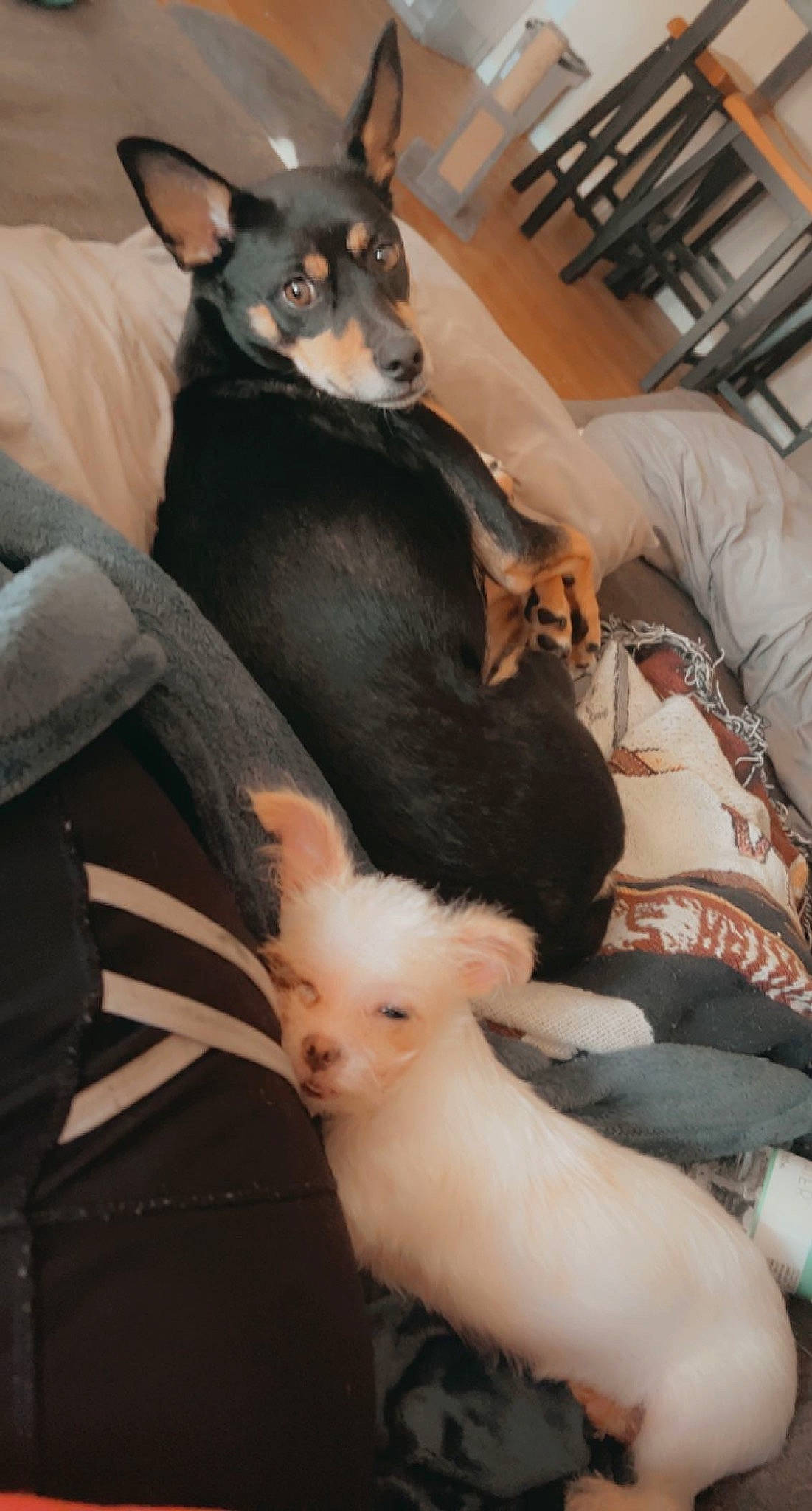 Kash Desesso joined the competition — help win amazing prizes! canidae, carnivore, comfort, companion_dog, dog, dog_breed, dog_supply, fawn, fur, mammal, mythical_creature, prazsky_krysarik, russkiy_toy, snout, sporting_group, tail, toy, toy_dog, whiskers, working_animal