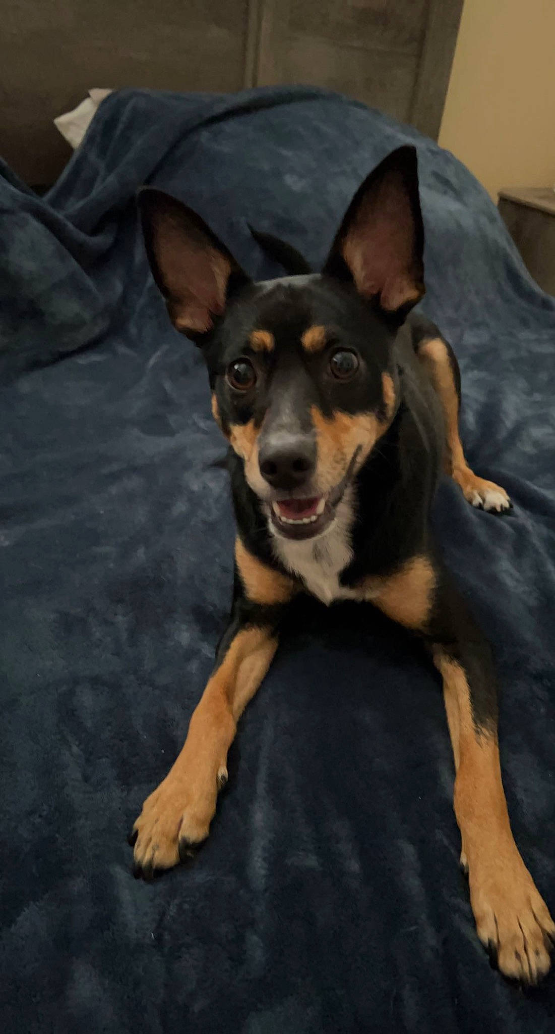 Kash Desesso is registered to the contest to win money with this photo: canidae, carnivore, companion_dog, dog, dog_breed, guard_dog, paw, pinscher, prazsky_krysarik, snout, sporting_group, terrestrial_animal, toy_dog, whiskers, working_animal, working_dog