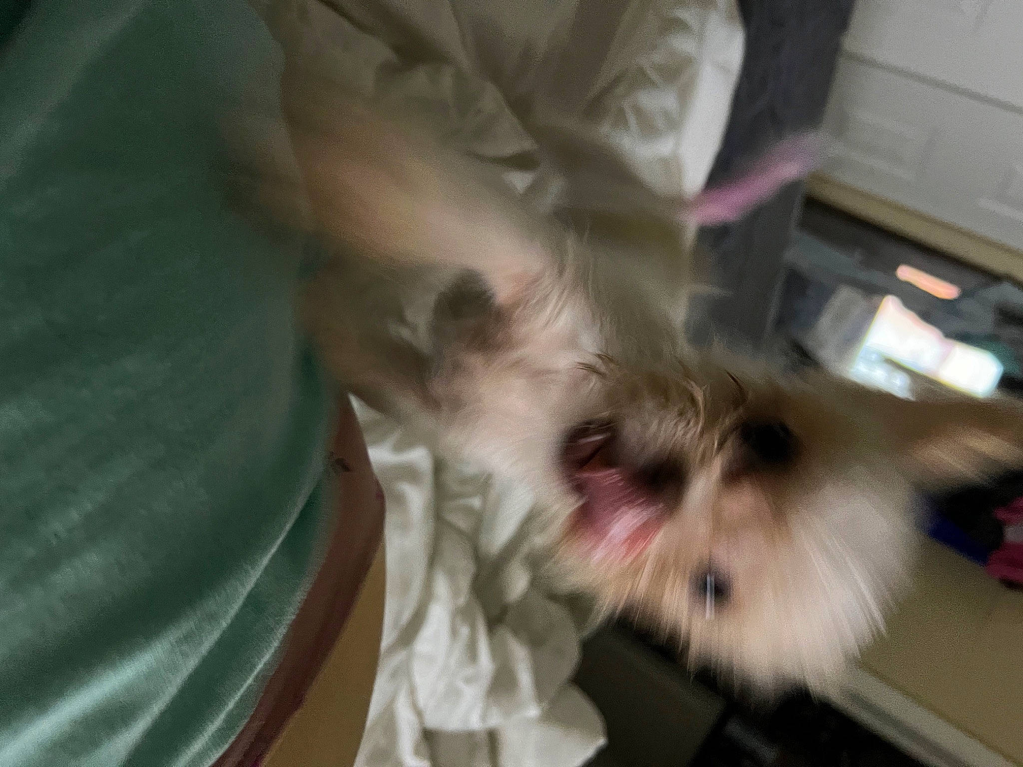 Daisy joined the competition — help win amazing prizes! canidae, carnivore, companion_dog, dog, dog_breed, fawn, felidae, fur, liver, paw, shih_tzu, small_terrier, small_to_medium_sized_cats, snout, sporting_group, tail, terrier, toy_dog, whiskers, working_animal