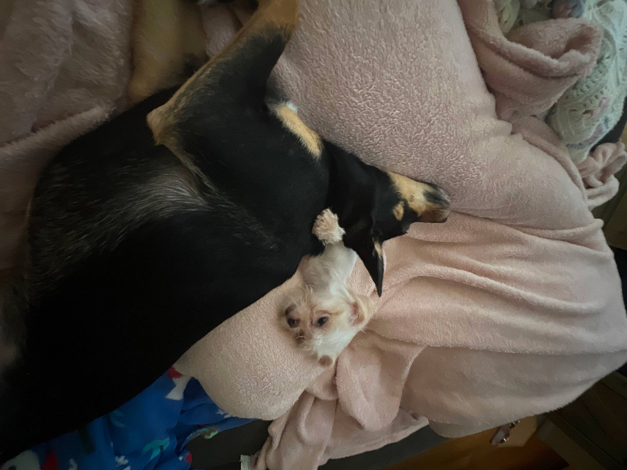 Daisy joined the competition — help win amazing prizes! auto_part, car_seat, carnivore, comfort, companion_dog, dog, dog_breed, fashion_accessory, felidae, fur, linens, working_animal