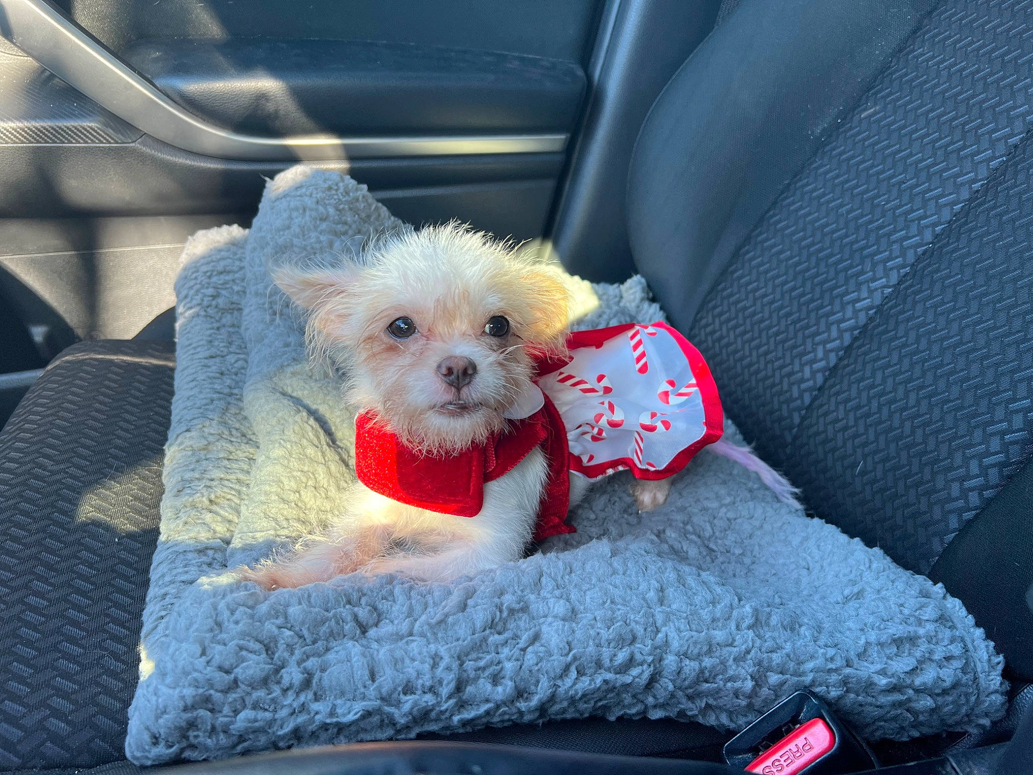 Daisy joined the competition — help win amazing prizes! canidae, car, car_seat, car_seat_cover, carnivore, collar, comfort, companion_dog, dog, dog_breed, dog_supply, fur, labradoodle, small_terrier, sporting_group, stuffed_toy, terrier, toy_dog, vehicle, white
