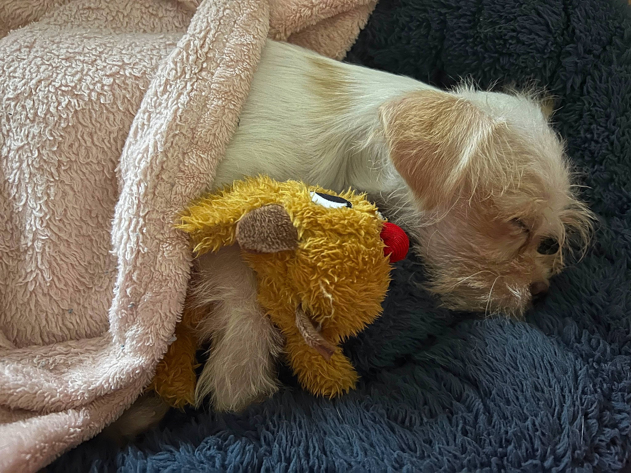 Daisy is registered to the contest to win money with this photo: canidae, carnivore, comfort, companion_dog, couch, dog, dog_breed, dog_clothes, dog_collar, dog_supply, fawn, fur, pet_supply, snout, tail, terrier, toy, toy_dog, wool, working_animal