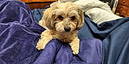 Scruff is registered to the contest to win money with this photo: dog, bed, blanket, purple_blanket, blue_blanket, fur, pet, indoor, wood_furniture, comfort, cozy, small_dog, curious, resting, canine, bedroom, soft_texture, animal, domestic, cute