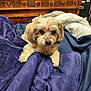 dog, bed, blanket, purple_blanket, blue_blanket, fur, pet, indoor, wood_furniture, comfort, cozy, small_dog, curious, resting, canine, bedroom, soft_texture, animal, domestic, cute