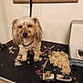 dog, grooming, fur, scissors, clipper, pet, table, haircut, indoor, animal, small_dog, professional_clipper, fur_clumps, leash, white_wall, wood_floor, pet_grooming, shaved_fur, pet_care, waiting