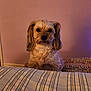 dog, pet, indoor, bedspread, striped, fur, ears, animal, cute, portrait, wall, cozy, sitting, looking, mammal, companion, domestic, cute_pet, furry, calm
