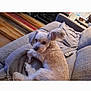 dog, small_dog, couch, blanket, remote_control, living_room, carpet, furniture, pet, indoor, cozy, relaxed, fur, canine, ears, home, resting, domestic, animal, laying_down