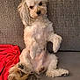 dog, small_dog, fluffy, sitting, couch, red_blanket, pet, indoor, relaxed, curious, furry, companion, animal, cute, home, cozy, domestic, fur, paw, tail