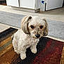 dog, small_dog, fluffy, indoor, carpet, rug, pet, animal, cute, brown, beige, ears, fur, floor, cabinet, spray_bottle, doorway, home, looking_up, sitting