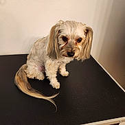 Scruff is registered to the contest to win money with this photo: dog, small_dog, fluffy, long_ears, tail, pet, animal, indoor, table, wall, towel, looking_up, cute, fur, ears, brown_eyes, portrait, companion, domestic_animal, sitting