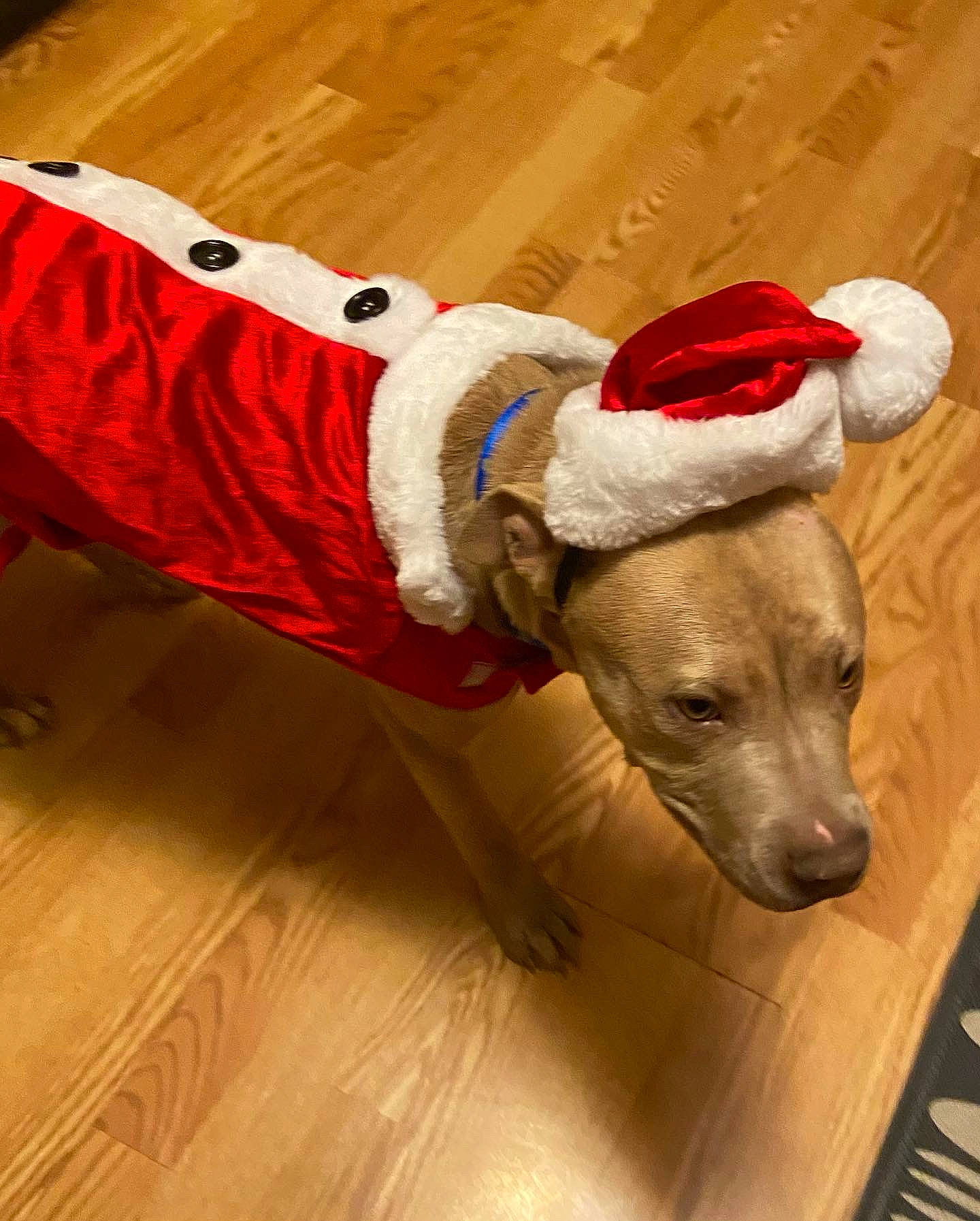 Bruno is registered to the contest to win money with this photo: carnivore, collar, companion_dog, dog, dog_breed, dog_clothes, dog_collar, dog_supply, event, fashion_accessory, fawn, floor, flooring, hardwood, leash, pet_supply, rampur_greyhound, varnish, wood, working_animal