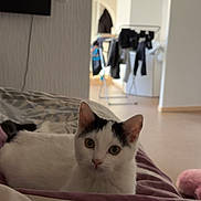Luna a rejoint le concours — aidez-le/la à gagner de superbes lots ! cat, black_and_white, bed, indoor, curious, feline, animal, pet, domestic, cozy, resting, looking, wide_eyes, fur, whiskers, ears, floor, laundry_rack, clothes, archway