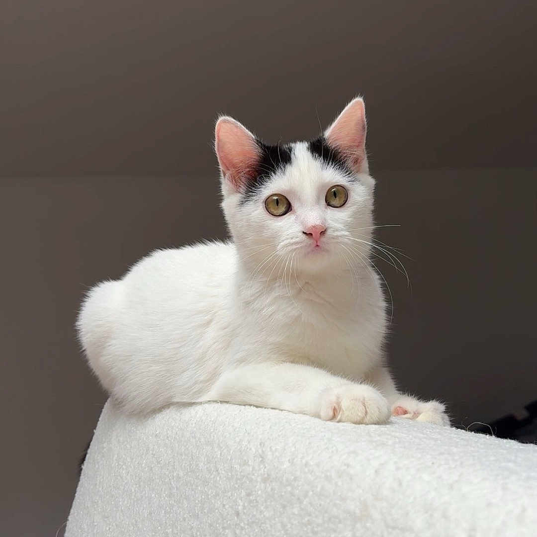 Luna participe au concours pour gagner de l'argent avec cette photo : animal, black_markings, calm, cat, closeup, curious, cute, domestic_animal, ears, feline, golden_eyes, indoor, paws, pet, portrait, relaxed, resting, soft_texture, whiskers, white_cat