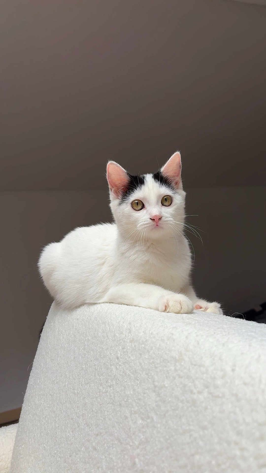 Luna participe au concours pour gagner de l'argent avec cette photo : cat, white_cat, black_markings, pet, feline, animal, cute, domestic_animal, indoor, resting, soft_texture, curious, closeup, portrait, whiskers, ears, paws, golden_eyes, calm, relaxed
