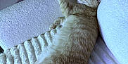 Gazo a rejoint le concours — aidez-le/la à gagner de superbes lots ! cat, feline, pet, relaxed, lounging, indoor, cream_colored, striped, fur, blanket, couch, white, cozy, resting, sleeping, paw, texture, soft_light, home, comfortable