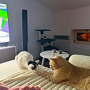 Gazo a rejoint le concours — aidez-le/la à gagner de superbes lots ! cat, cats, orange_cat, white_cat, black_spots, blanket, pink_blanket, bed, table, candles, cat_tree, television, indoor, furniture, cozy, pet, animal, resting, sniffing, soft