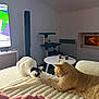 cat, cats, orange_cat, white_cat, black_spots, blanket, pink_blanket, bed, table, candles, cat_tree, television, indoor, furniture, cozy, pet, animal, resting, sniffing, soft