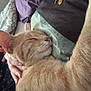 cat, orange_cat, sleeping, cozy, person, hand, necklace, jewelry, shirt, bed, blanket, indoor, fur, pet, animal, resting, comfort, closeup, cuddle, relaxation