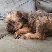 Clark Kent joined the competition — help win amazing prizes! animal, brown, canine, closeup, companion, couch, cozy, cute, dog, domestic, fur, furry, indoors, laying, paw, pet, puppy, resting, sleepy, small