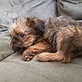 animal, brown, canine, closeup, companion, couch, cozy, cute, dog, domestic, fur, furry, indoors, laying, paw, pet, puppy, resting, sleepy, small