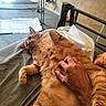 Mimoun a rejoint le concours — aidez-le/la à gagner de superbes lots ! cat, orange_cat, tabby_cat, pet, hand, tummy_rub, bed, blanket, indoor, resting, relaxed, fur, animal, feline, person_hand, comfort, cozy, home, carpet, wall