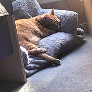 Mimoun participe au concours pour gagner de l'argent avec cette photo : cat, orange_tabby, sleeping, plush_chair, blue_chair, indoor, window_light, cozy, relaxing, feline, pet, carpet, sunlight, resting, home, quiet, comfortable, fur, animal, domestic_cat