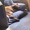 cat, orange_tabby, sleeping, plush_chair, blue_chair, indoor, window_light, cozy, relaxing, feline, pet, carpet, sunlight, resting, home, quiet, comfortable, fur, animal, domestic_cat