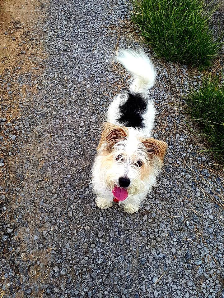 Jack a rejoint le concours — aidez-le/la à gagner de superbes lots ! asphalt, canidae, carnivore, companion_dog, dog, dog_breed, dog_supply, fawn, grass, plant, road, road_surface, sidewalk, small_terrier, snout, soil, sporting_group, tar, terrier, toy_dog