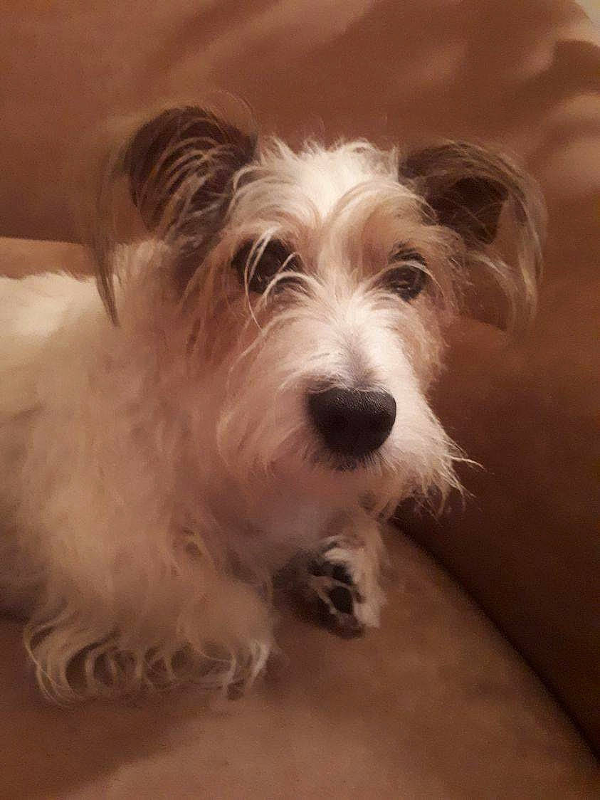 Jack participe au concours pour gagner de l'argent avec cette photo : canidae, carnivore, companion_dog, dog, dog_breed, fur, kromfohrlander, maltepoo, non_sporting_group, puppy, small_terrier, sporting_group, terrestrial_animal, terrier, toy_dog, working_animal