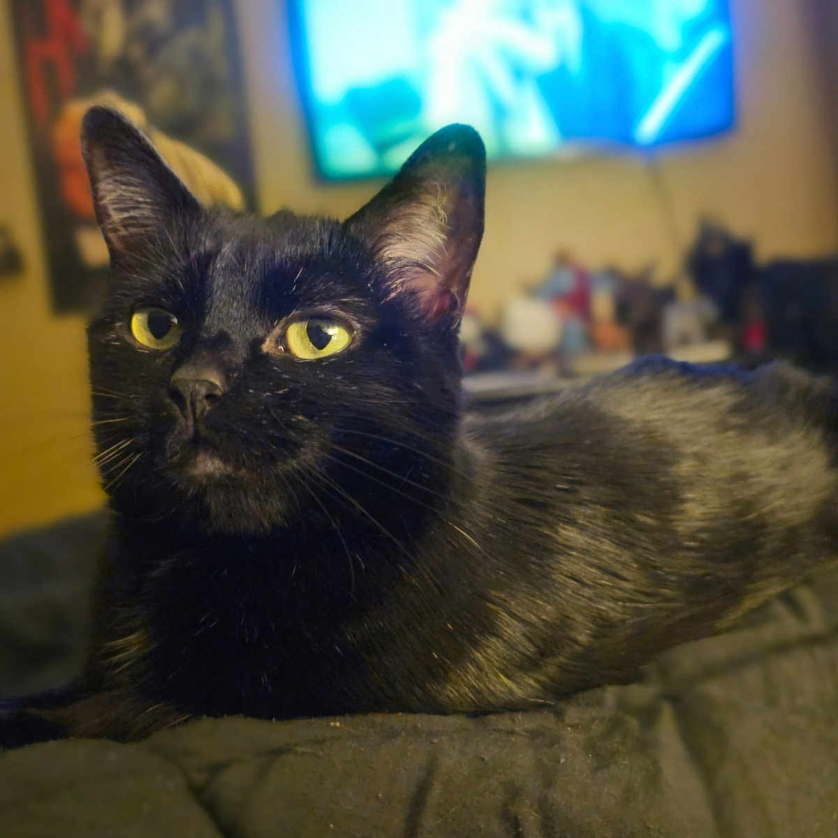 Eerie joined the competition — help win amazing prizes! animal, black_cat, blanket, blurred_background, cat, close_up, cozy, cute, domestic_cat, feline, fur, indoor, living_room, pet, portrait, relaxed, resting, soft_lighting, whiskers, yellow_eyes