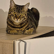 Gucci a rejoint le concours — aidez-le/la à gagner de superbes lots ! cat, tabby, pet, animal, yellow_eyes, fur, whiskers, ears, indoor, wooden_surface, furniture, domestic_cat, looking, curious, calm, portrait, closeup, resting, mammal, cute