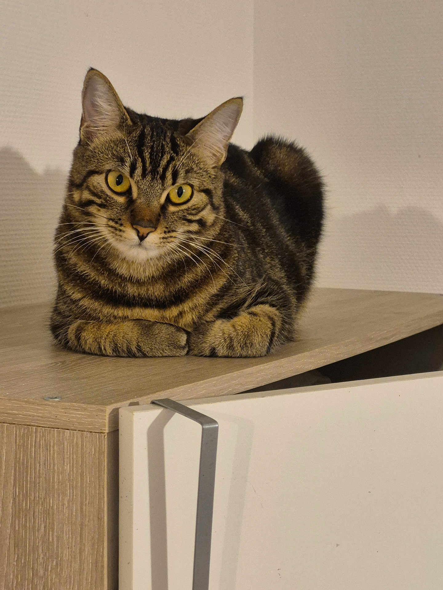 Gucci a rejoint le concours — aidez-le/la à gagner de superbes lots ! cat, tabby, pet, animal, yellow_eyes, fur, whiskers, ears, indoor, wooden_surface, furniture, domestic_cat, looking, curious, calm, portrait, closeup, resting, mammal, cute