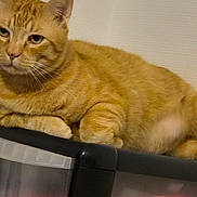 Fripouille a rejoint le concours — aidez-le/la à gagner de superbes lots ! cat, ginger_cat, feline, pet, animal, indoor, storage_container, orange_fur, relaxed, resting, domestic_cat, whiskers, paws, ears, closeup, side_view, cute, fur, wall, household