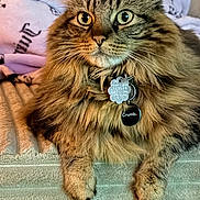 Kiara is registered to the contest to win money with this photo: cat, fluffy, pet, collar, tag, tabby, fur, whiskers, animal, indoor, blanket, relaxed, closeup, face, paw, cute, feline, domestic, portrait, cozy
