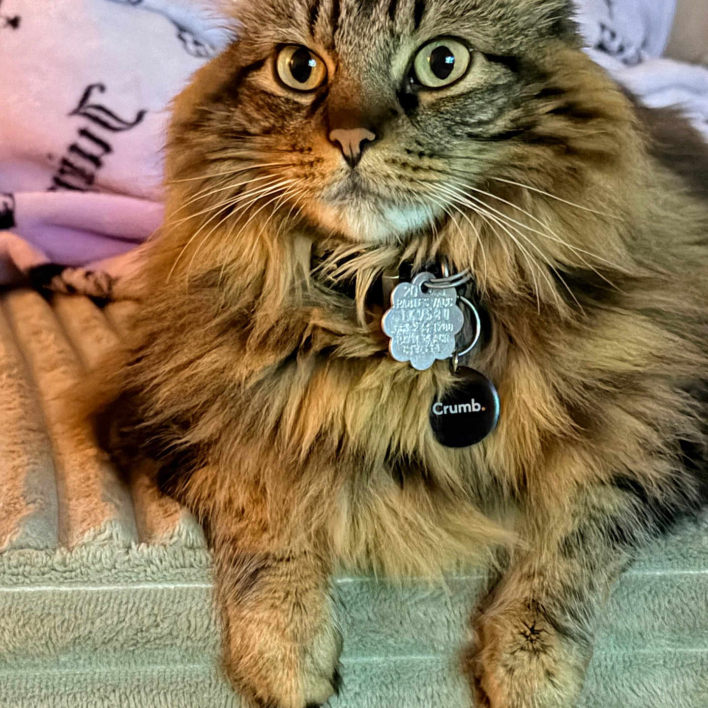 Kiara is registered to the contest to win money with this photo: cat, fluffy, pet, collar, tag, tabby, fur, whiskers, animal, indoor, blanket, relaxed, closeup, face, paw, cute, feline, domestic, portrait, cozy