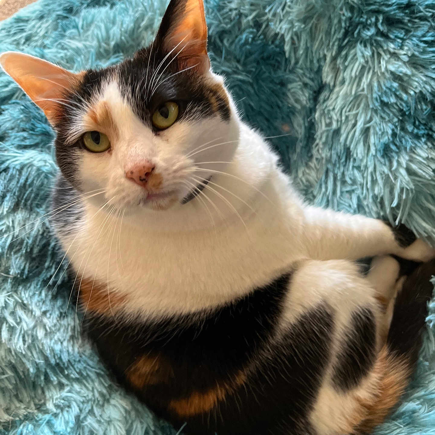 Baby Cat Johnson joined the competition — help win amazing prizes! blanket, calico_cat, cat, close_up, cozy, ears, feline, fur, green_eyes, indoor, nose, paw, pet, plush_texture, portrait, relaxed, sitting, tail, teal_blanket, whiskers