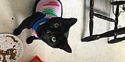 Katy Perry joined the competition — help win amazing prizes! black_cat, bombay, carmine, carnivore, cat, domestic_short_haired_cat, felidae, fur, personal_protective_equipment, room, small_to_medium_sized_cats, tail, visual_arts, whiskers, wire