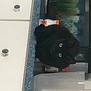 Katy Perry joined the competition — help win amazing prizes! auto_part, automotive_exterior, black_cat, carnivore, cat, door, felidae, gas, machine, metal, room, small_to_medium_sized_cats, snout, wood