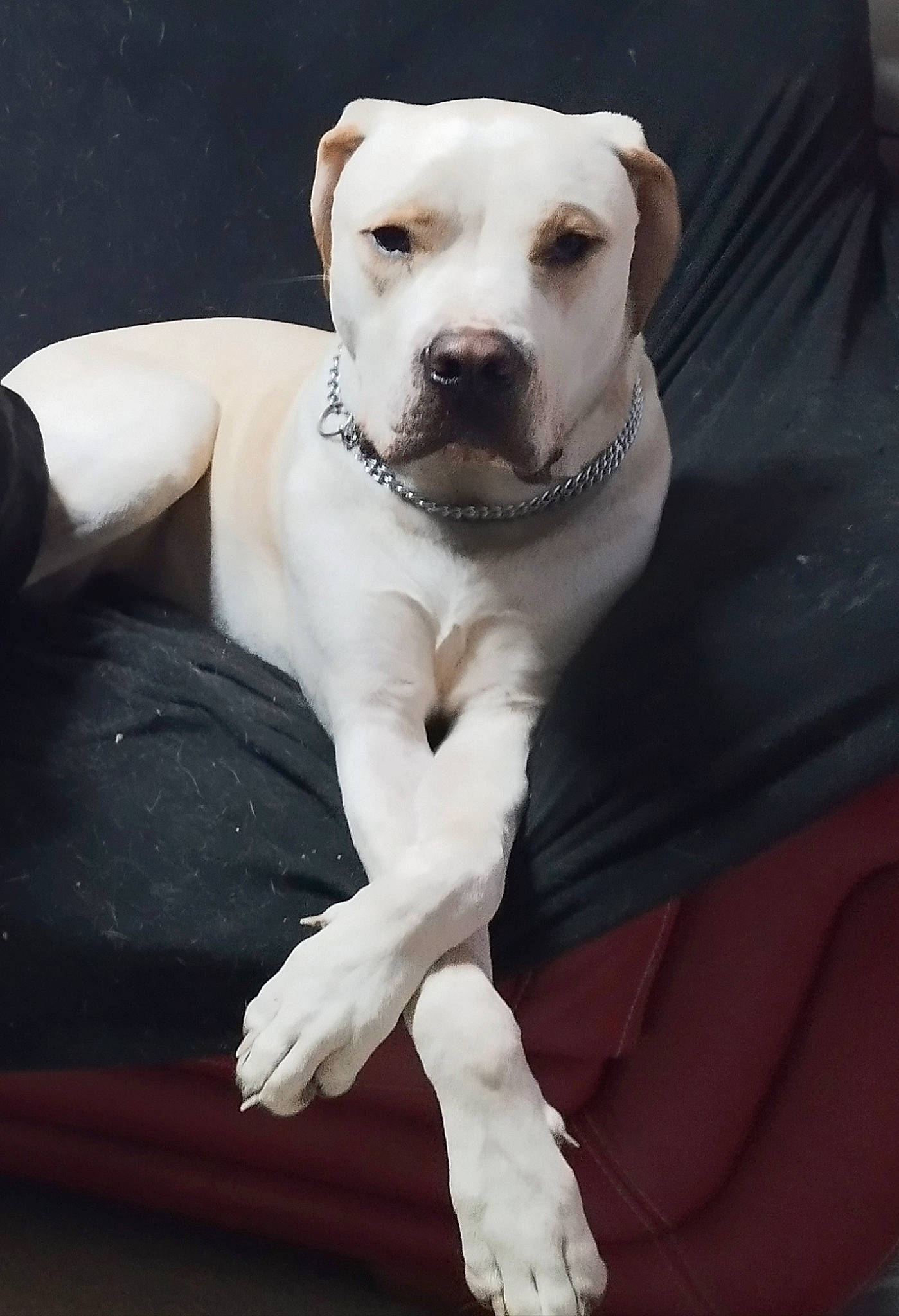 Baloo a rejoint le concours — aidez-le/la à gagner de superbes lots ! canidae, carnivore, collar, comfort, companion_dog, dog, dog_breed, dog_collar, fawn, fur, non_sporting_group, paw, pet_supply, snout, sporting_group, tail, whiskers, working_animal