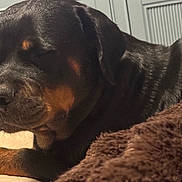 Fiona is registered to the contest to win money with this photo: dog, rottweiler, sleeping, close_up, indoor, pet, animal, resting, cozy, blanket, fur, muzzle, ears, face, canine, domestic_animal, companion, relaxed, portrait, brown