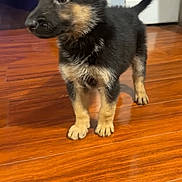 Riley joined the competition — help win amazing prizes! puppy, german_shepherd, dog, pet, indoor, wooden_floor, fur, tail, ears, young, curious, animal, canine, standing, alert, brown, black, cute, domestic, companion