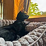 animal, black_cat, cat, collar, cozy, curtains, daylight, feline, home, indoor, looking_out, peaceful, pet, plush_bed, relaxing, resting, soft_texture, sunlight, window, wooden_wall