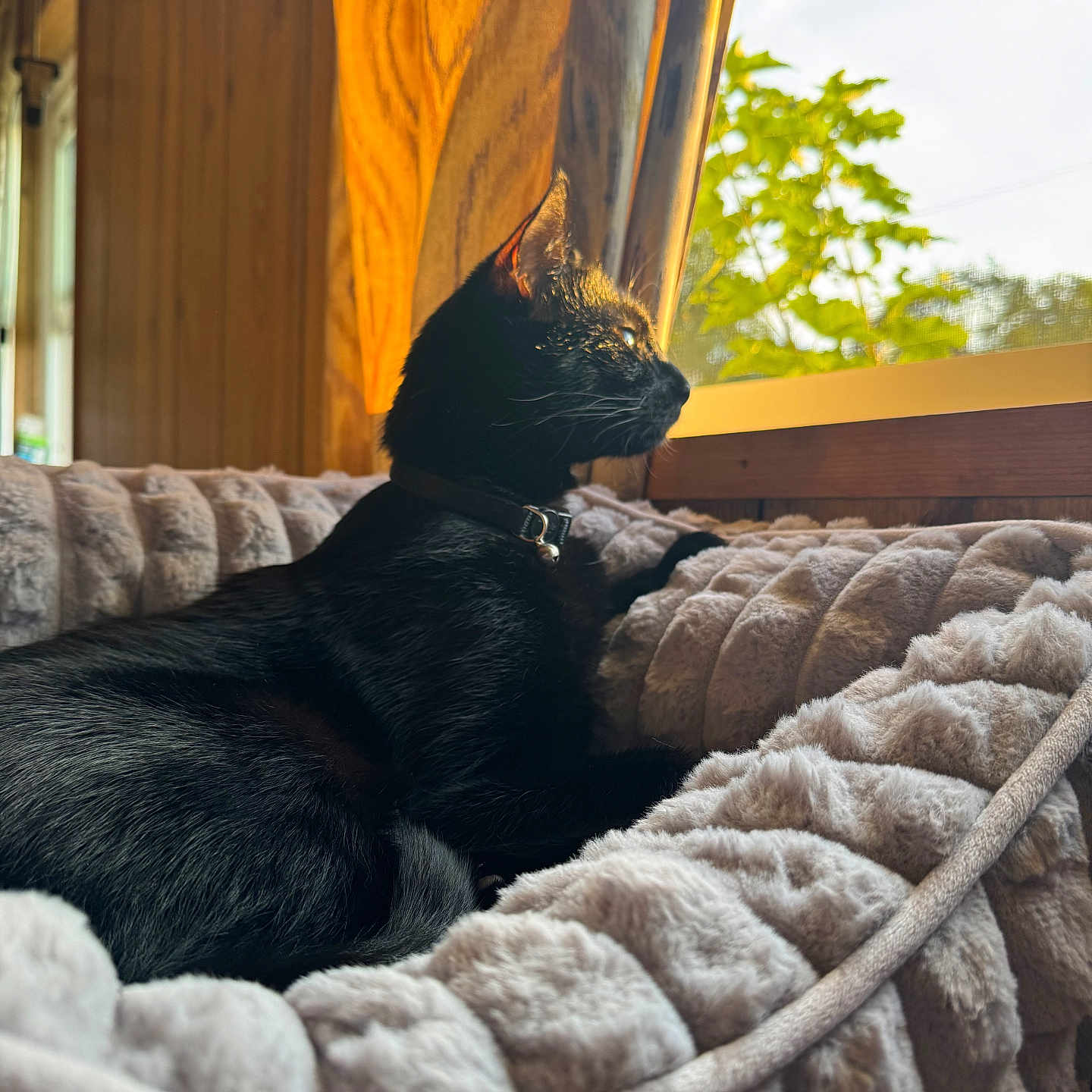 Izra joined the competition — help win amazing prizes! animal, black_cat, cat, collar, cozy, curtains, daylight, feline, home, indoor, looking_out, peaceful, pet, plush_bed, relaxing, resting, soft_texture, sunlight, window, wooden_wall