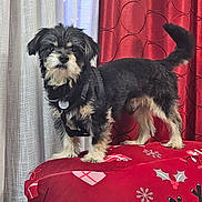 Jack Cornejo is registered to the contest to win money with this photo: animal, black_dog, christmas_pattern, collar, curtains, cushion, cute, dog, domestic_animal, fur, furniture, harness, holiday_theme, indoor, pet, red_curtains, small_dog, standing, tan_dog, white_curtains