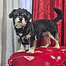 animal, black_dog, christmas_pattern, collar, curtains, cushion, cute, dog, domestic_animal, fur, furniture, harness, holiday_theme, indoor, pet, red_curtains, small_dog, standing, tan_dog, white_curtains