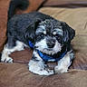 Jack Cornejo is registered to the contest to win money with this photo: adorable, animal, black_and_white, blue_harness, companion, couch, cute, dog, domestic_animal, friendly, fur, furniture, household, indoor, looking_at_camera, lying_down, mammal, pet, puppy, small_dog